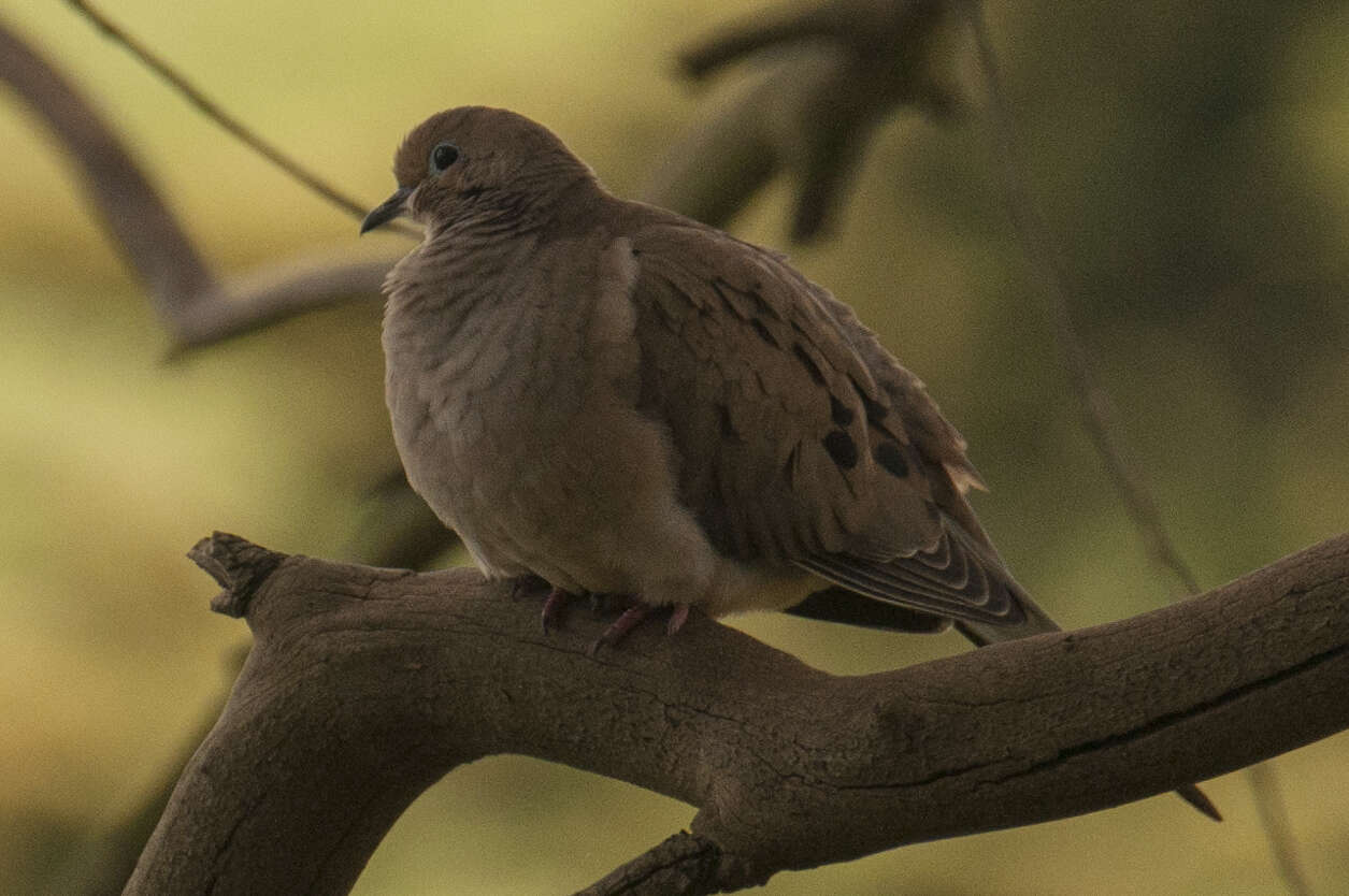 Image of American Mourning Dove