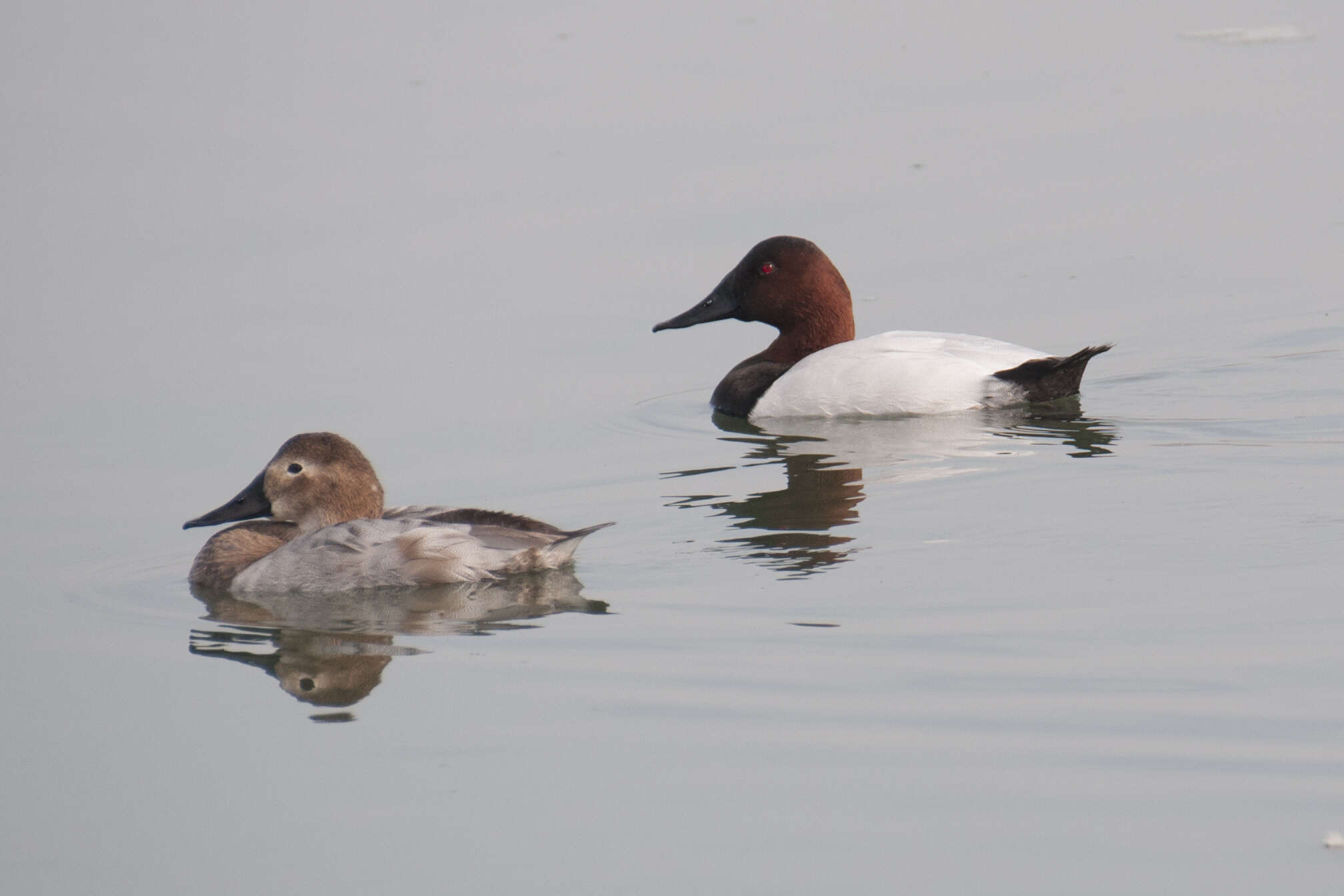 Image of Canvasback