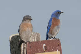 Image of Western Bluebird