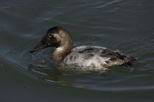 Image of Canvasback