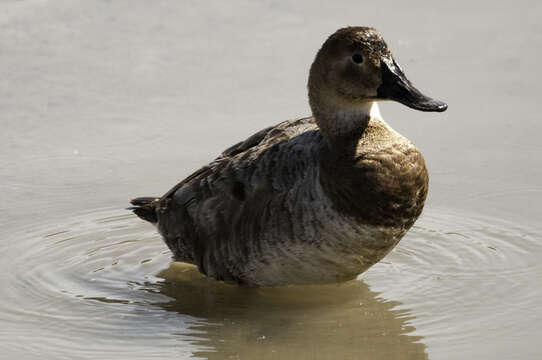 Image of Canvasback