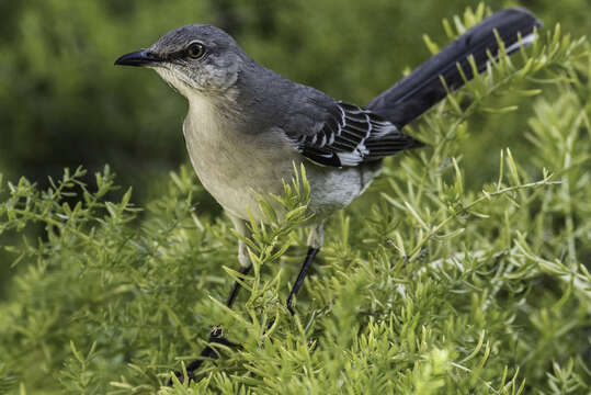 Image of Northern Mockingbird