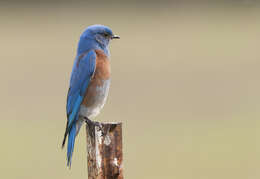 Image of Western Bluebird