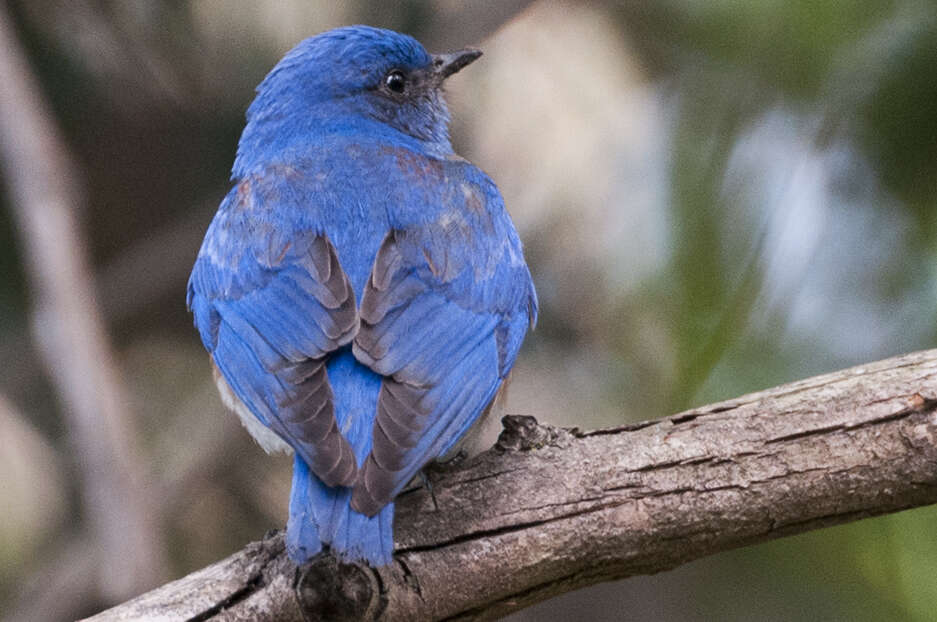 Image of Western Bluebird