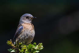 Image of Western Bluebird