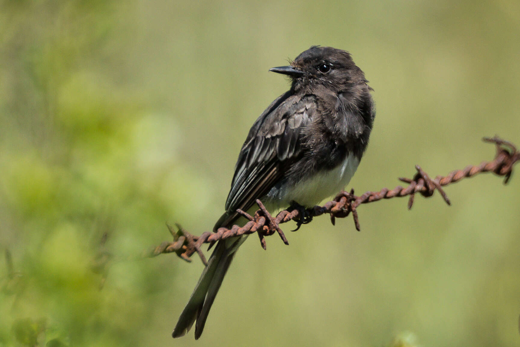 Imagem de Sayornis nigricans (Swainson 1827)