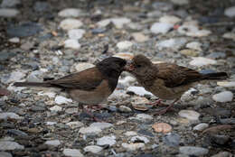 Image of juncos