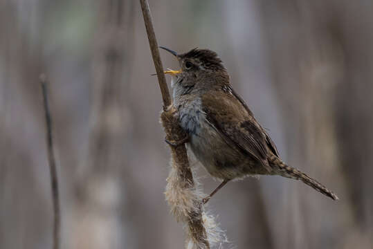 Image of Marsh Wren