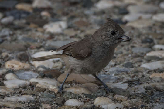 Image of Oak Titmouse