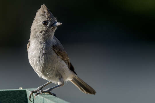 Image of Oak Titmouse