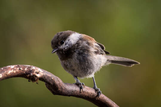 Image of Chestnut-backed Chickadee