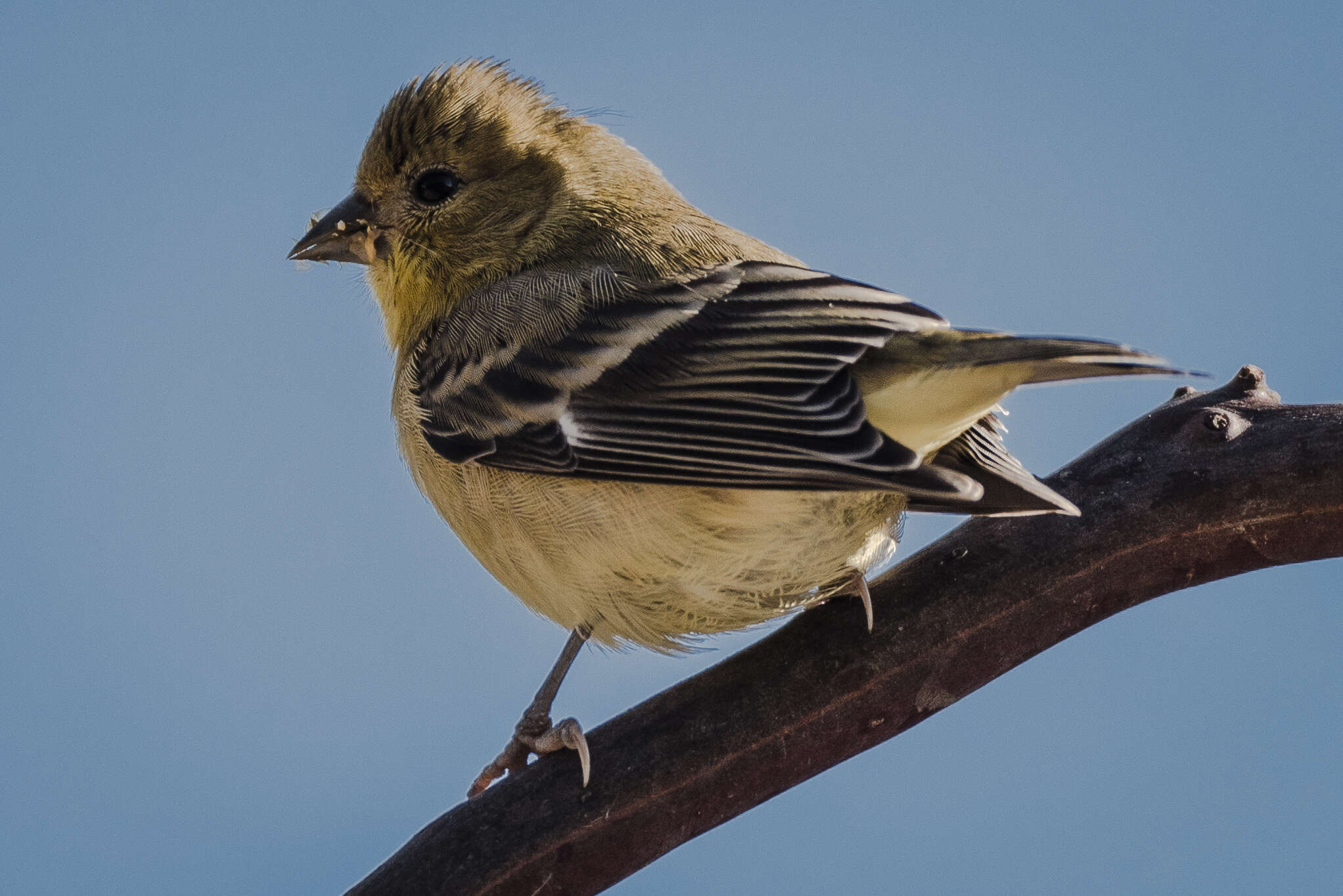 Image of Lesser Goldfinch