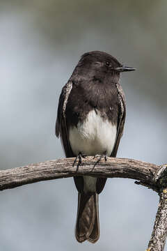 Imagem de Sayornis nigricans (Swainson 1827)