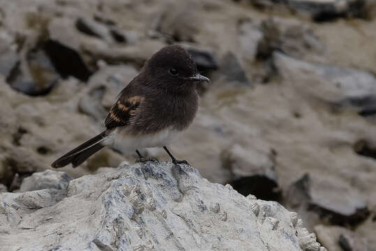 Image of Black Phoebe