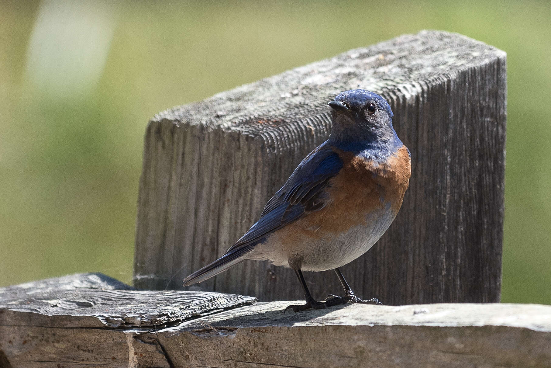 Image of Western Bluebird