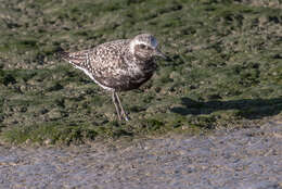 Image of Pluvialis Brisson 1760