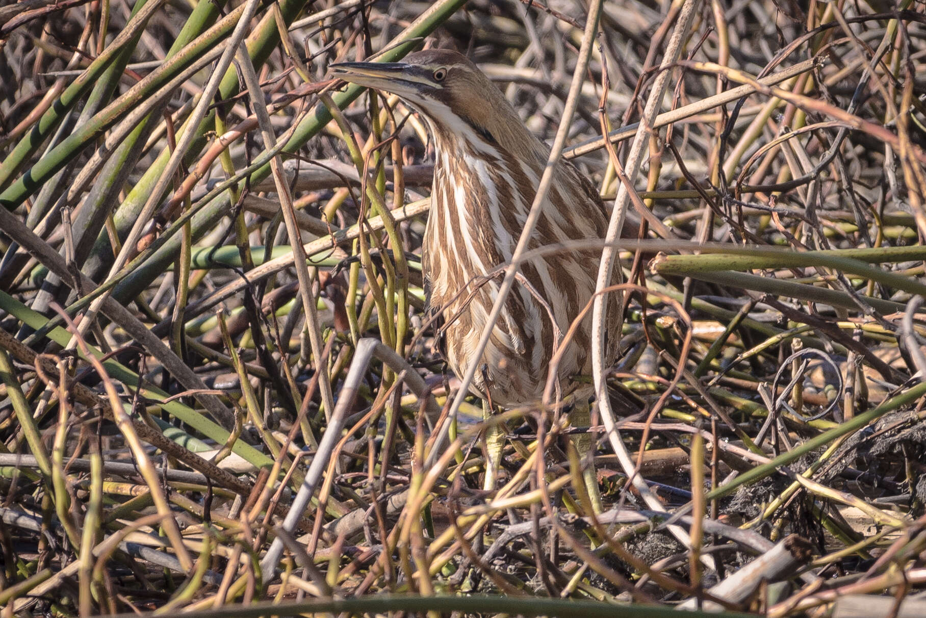 Image of American Bittern