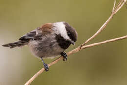 Image of Chestnut-backed Chickadee