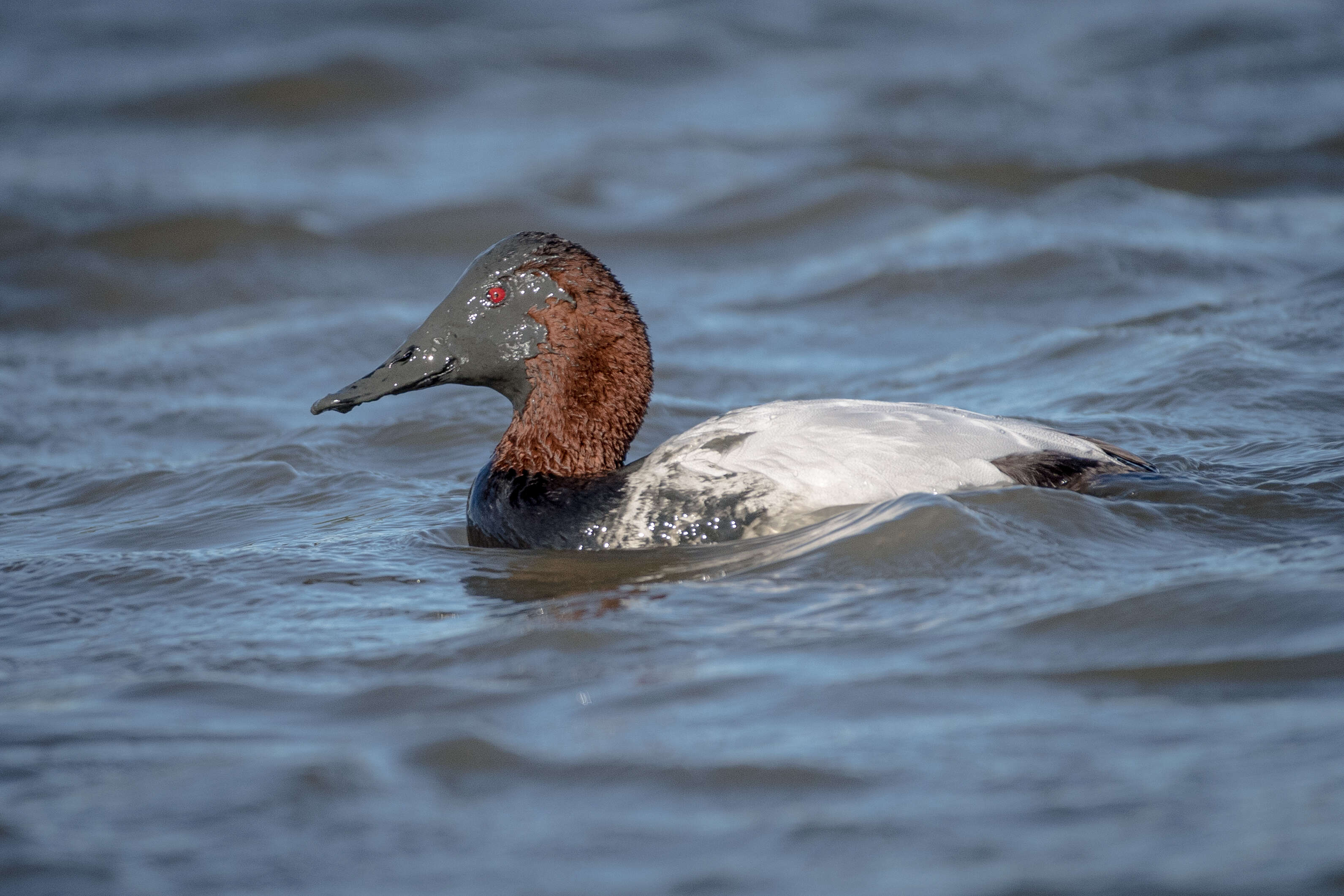 Image of Canvasback