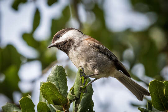 Image of Chestnut-backed Chickadee