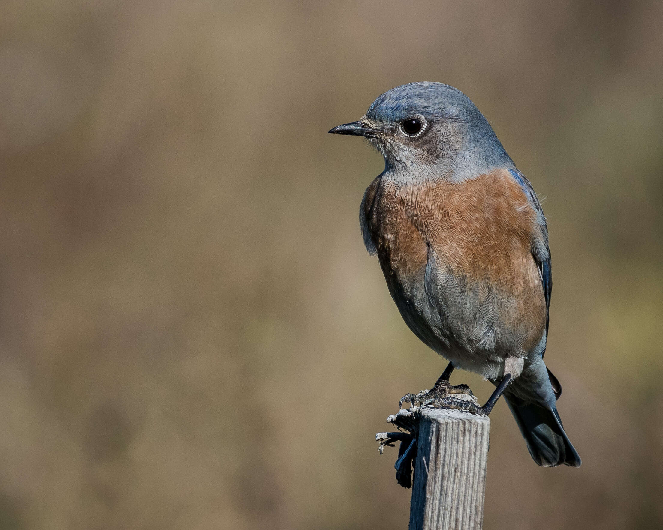 Image of Western Bluebird