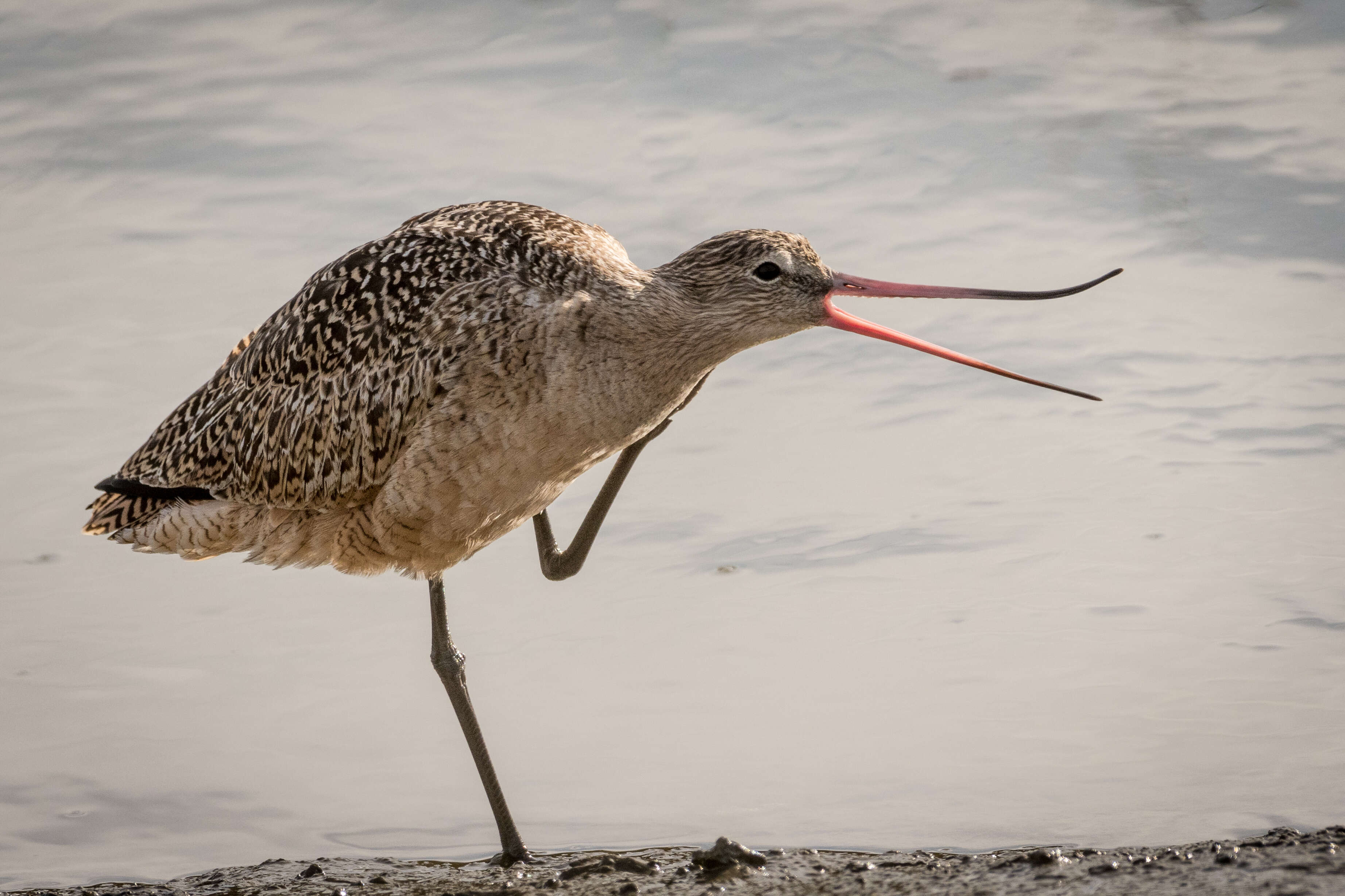 Image of Marbled Godwit