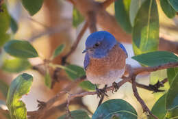 Image of Western Bluebird