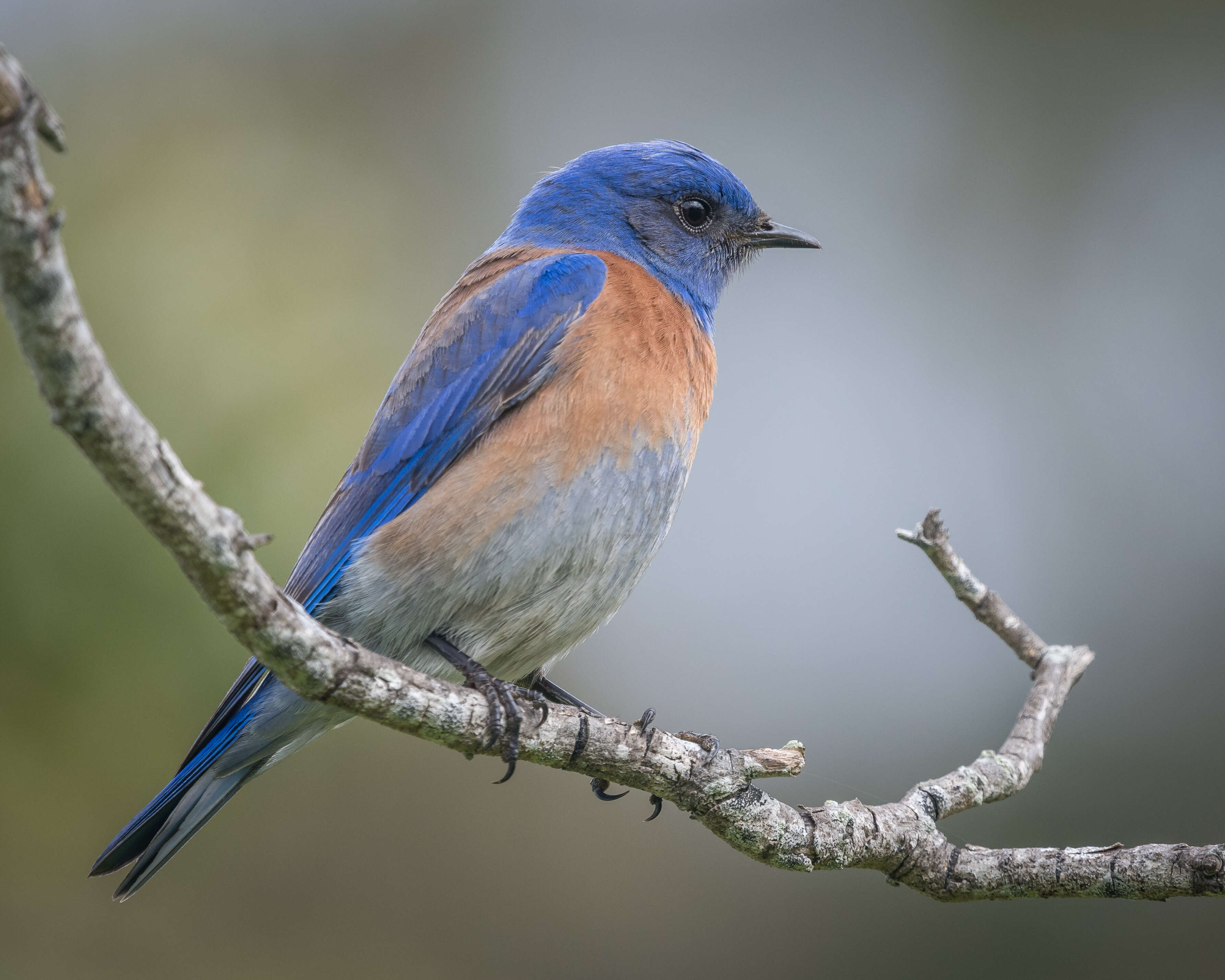 Image of Western Bluebird