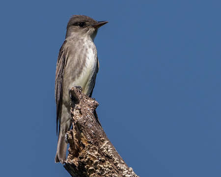 Image of Olive-Sided Flycatcher