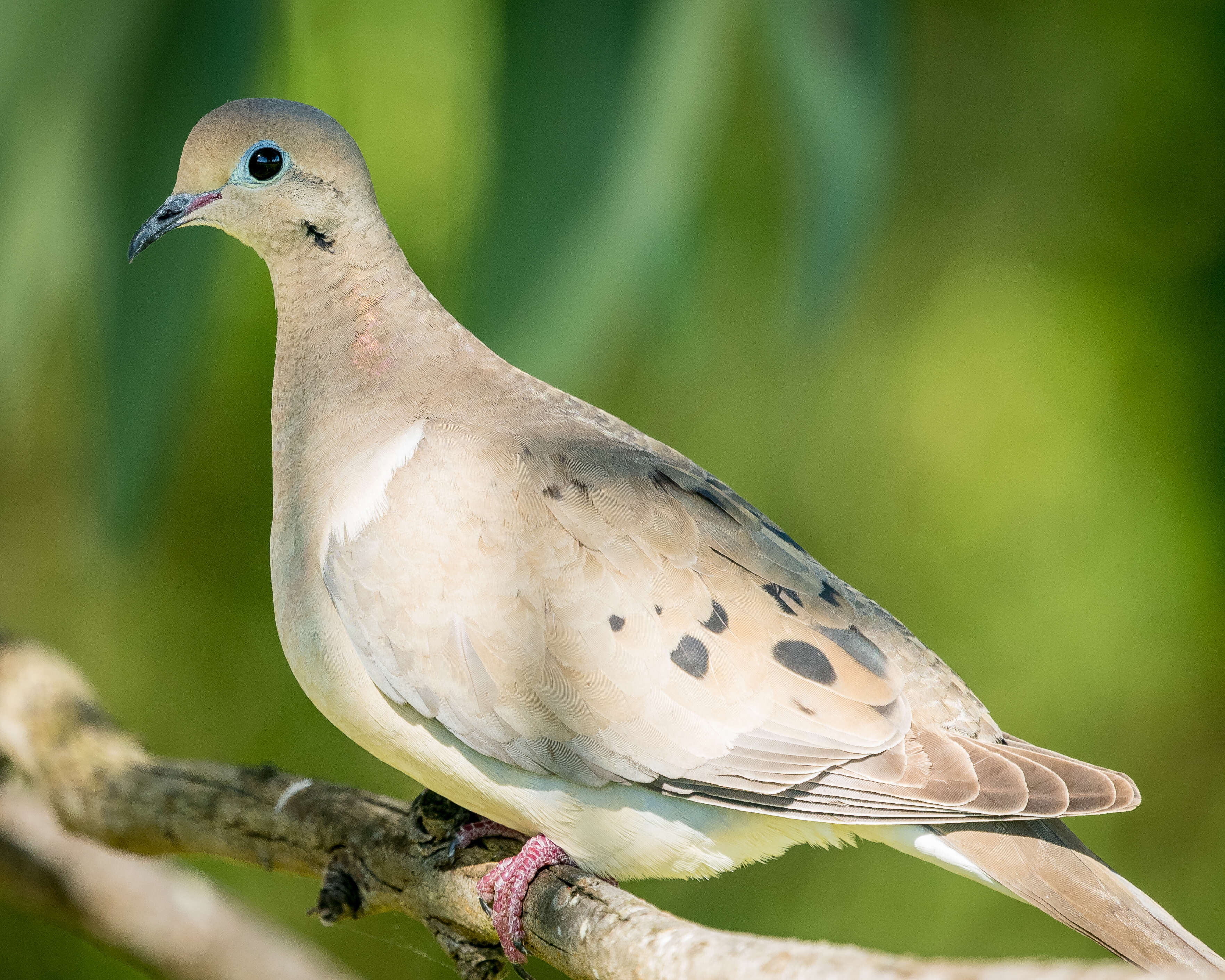 Image of American Mourning Dove