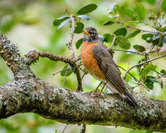 Image of American Robin