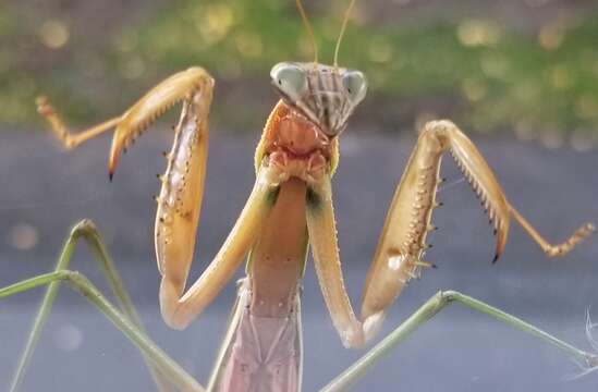 Image of Chinese mantis