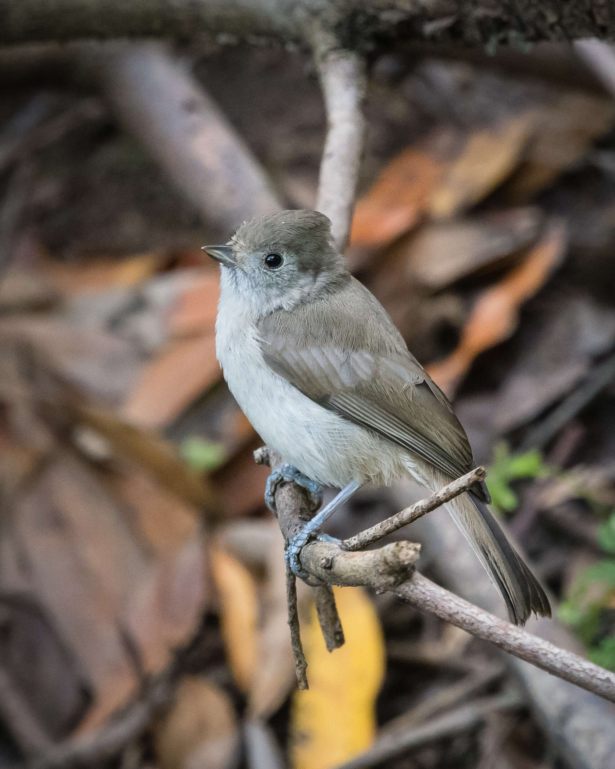 Image of Oak Titmouse