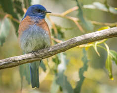 Image of Western Bluebird