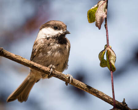 Image of Chestnut-backed Chickadee