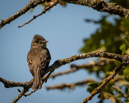 Image of Western Wood Pewee