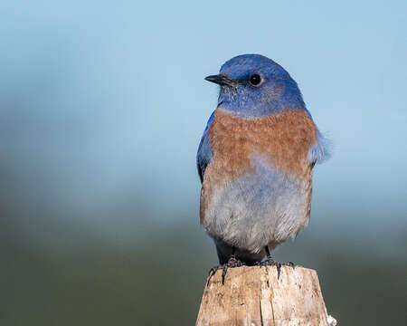 Image of Western Bluebird