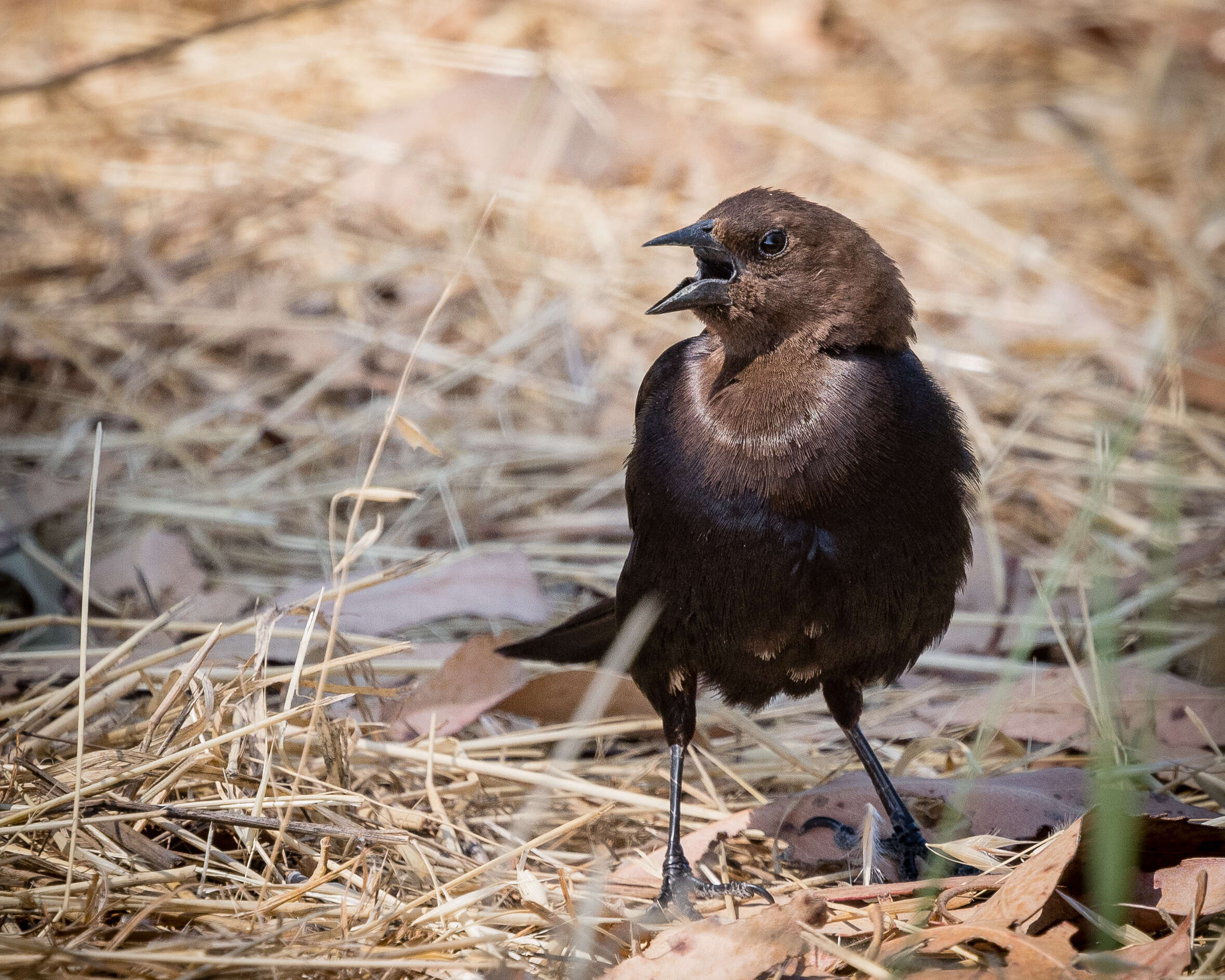 Image of Brown-headed Cowbird