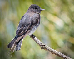 Image of Black Phoebe