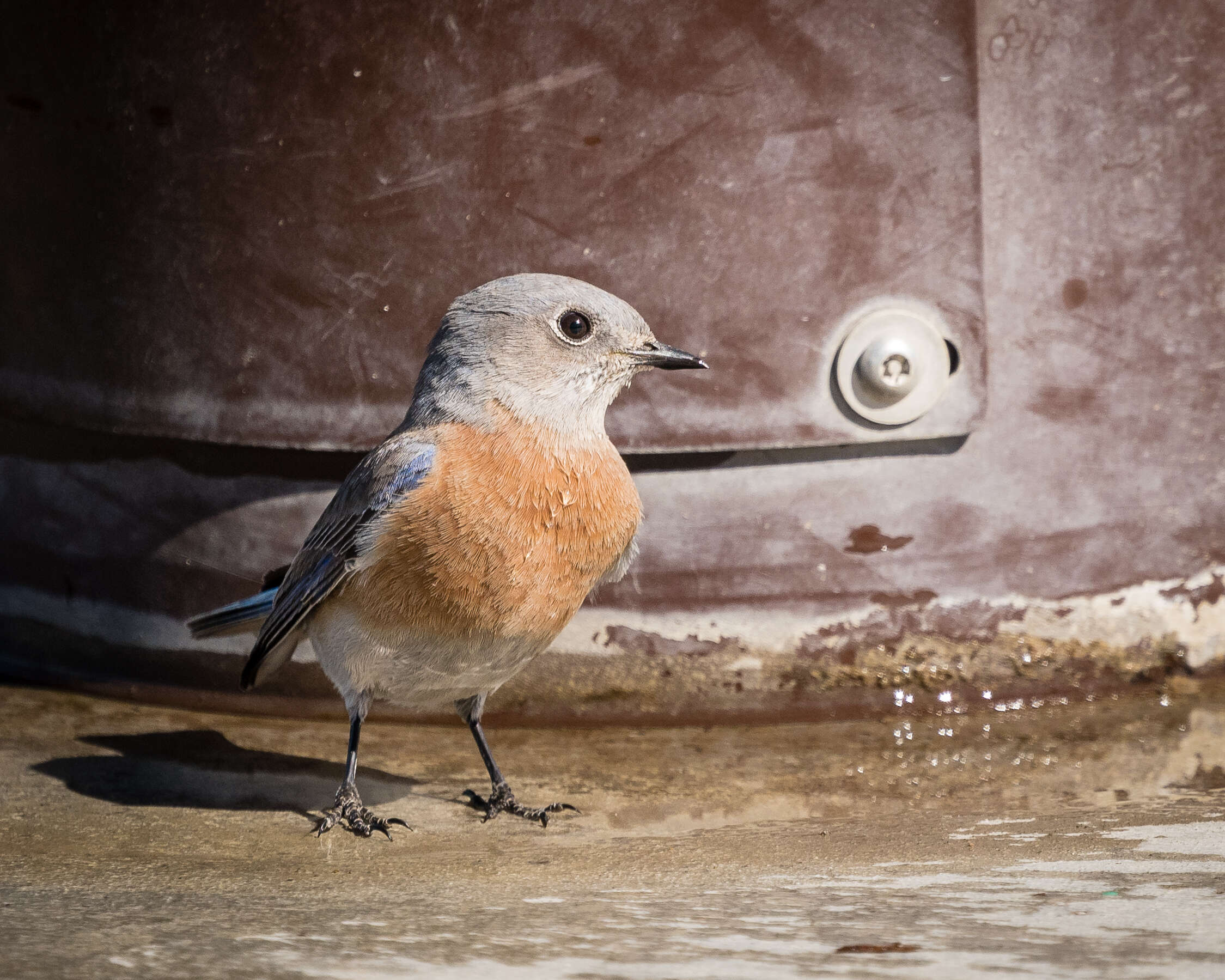 Image of Western Bluebird