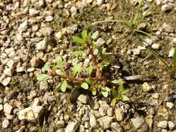 Image of Spatulaleaf Loosestrife