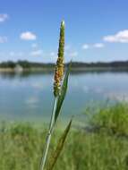 Image of Orange Foxtail