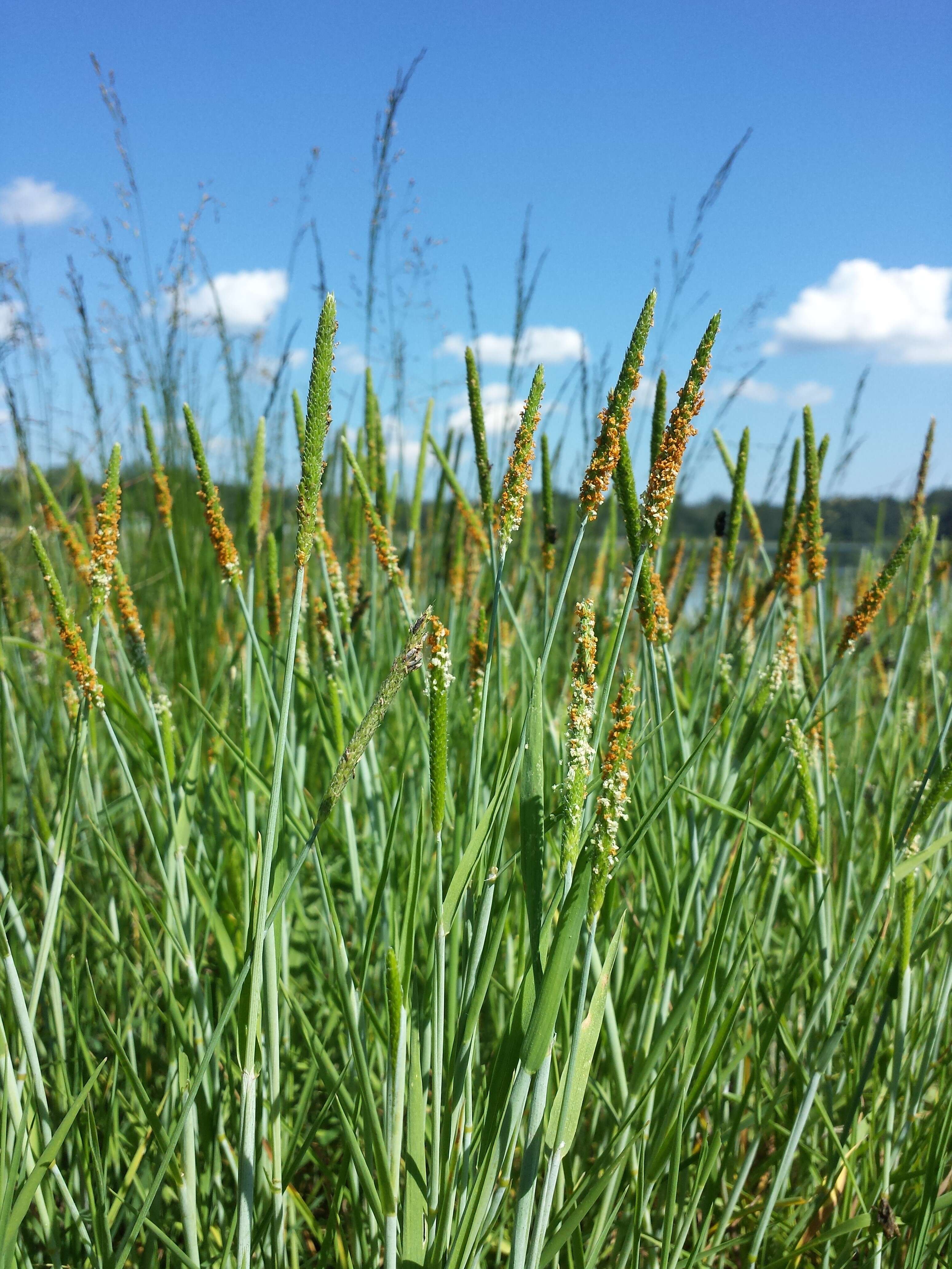 Image of Orange Foxtail