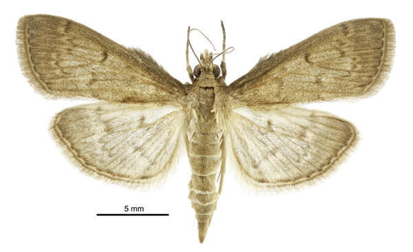 Image of Grass webworm