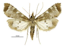 Image of Sceliodes cordalis Doubleday 1843