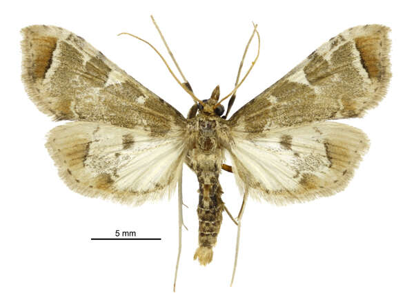 Image of Sceliodes cordalis Doubleday 1843