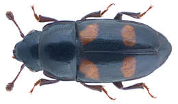 Image of Glischrochilus hortensis