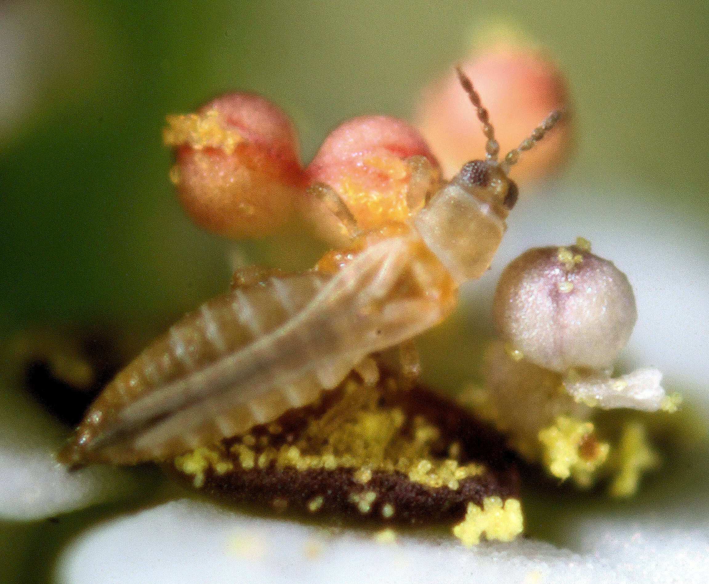 Image of Western flower thrip