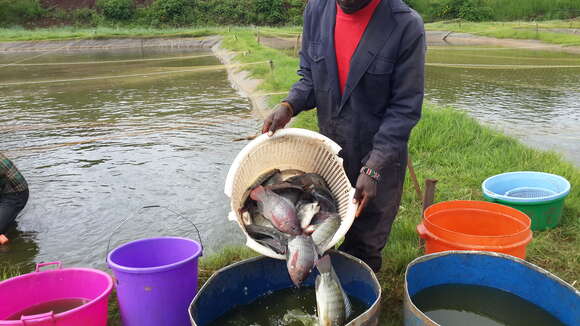 Image of Tilapia