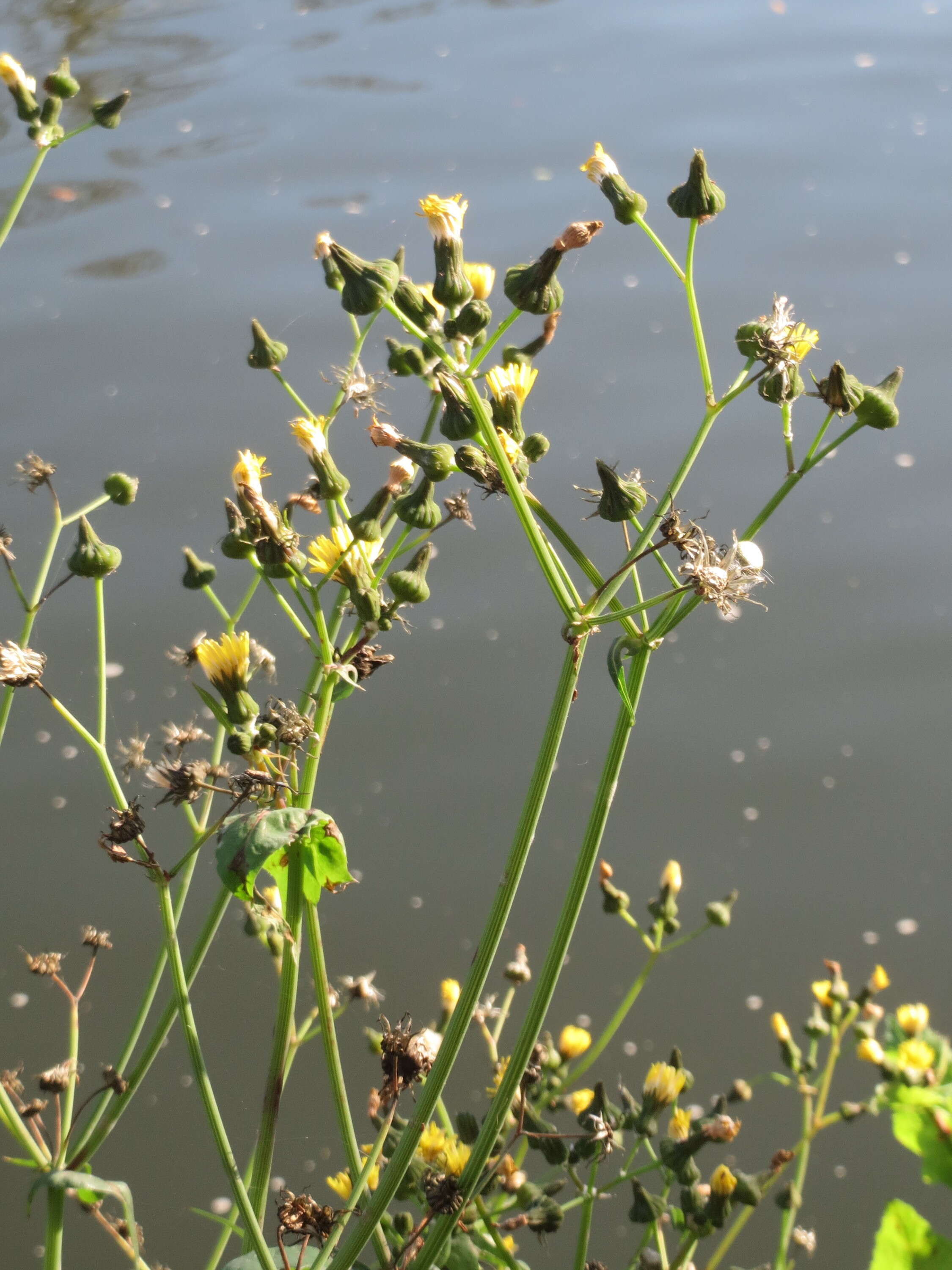 Plancia ëd Sonchus asper (L.) Hill